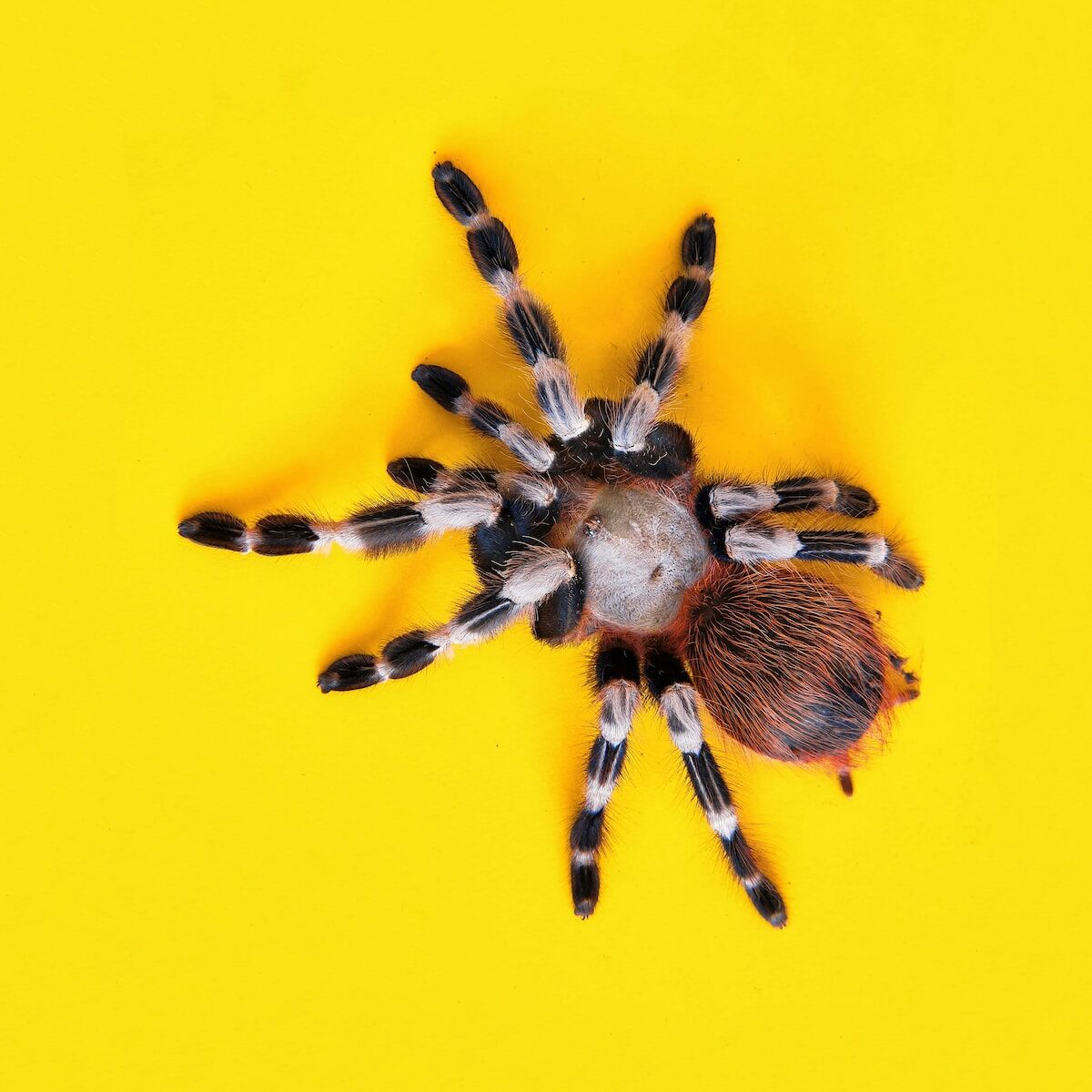 Como identificar a una araña venenosa. Foto por Julian Schultz. Unsplash.