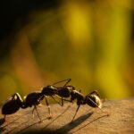 Las hormigas más peligrosas de todas