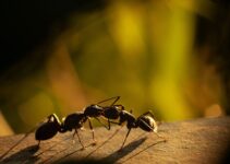 Las hormigas más peligrosas de todas