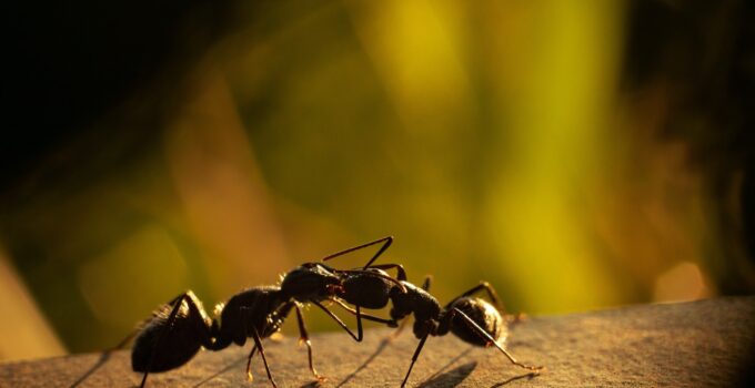 Las hormigas más peligrosas de todas