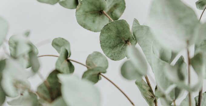 Eliminar piojos con eucalipto