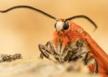 Insecticidas contra la polilla