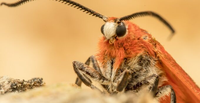 Insecticidas contra la polilla