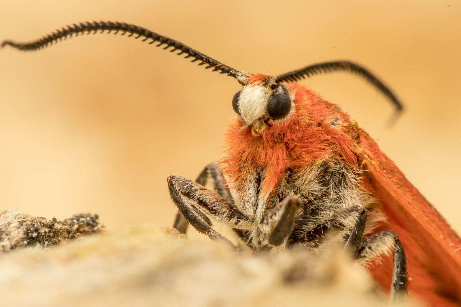 Insecticidas contra la polilla