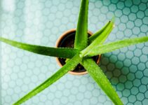 Técnicas efectivas para matar termitas