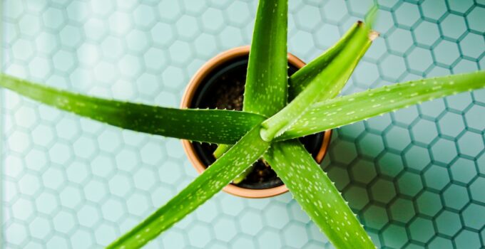 Técnicas efectivas para matar termitas