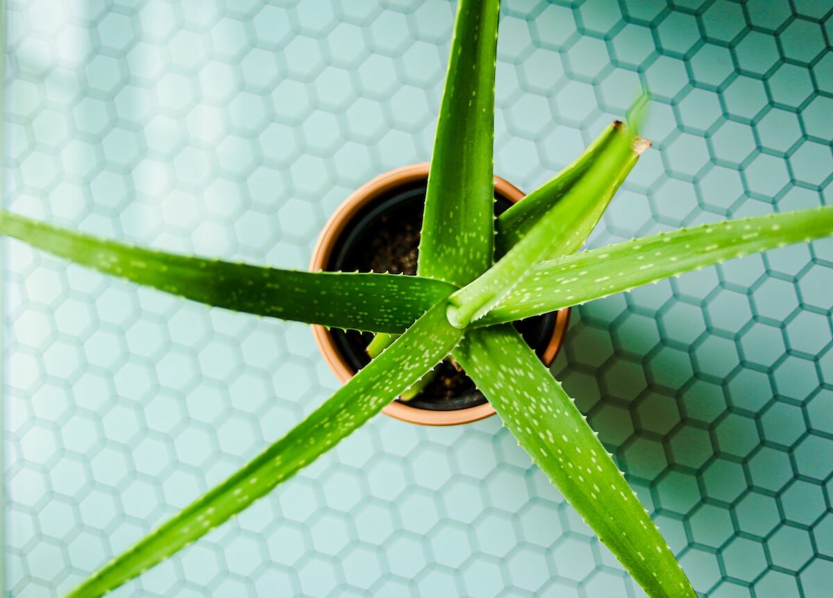 Técnicas efectivas para matar termitas