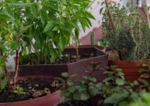 Aprende a alejar las arañas de tu hogar