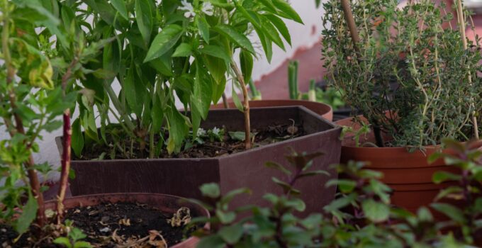 Aprende a alejar las arañas de tu hogar