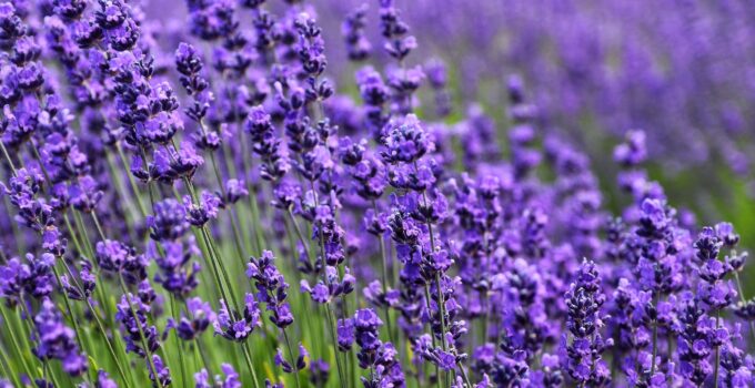 Como evitar las polillas en tu casa