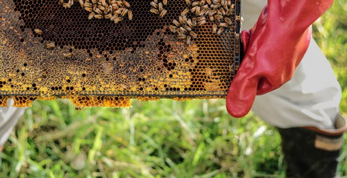 Como evitar las avispas en casa