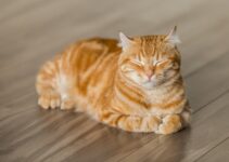 Eliminar garrapatas de los gatos