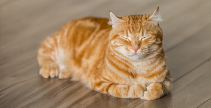 Eliminar garrapatas de los gatos