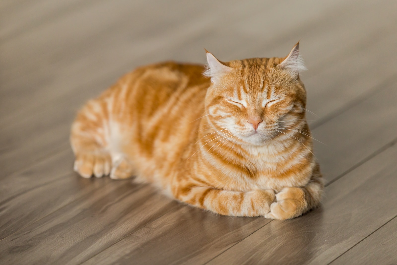 Eliminar garrapatas de los gatos