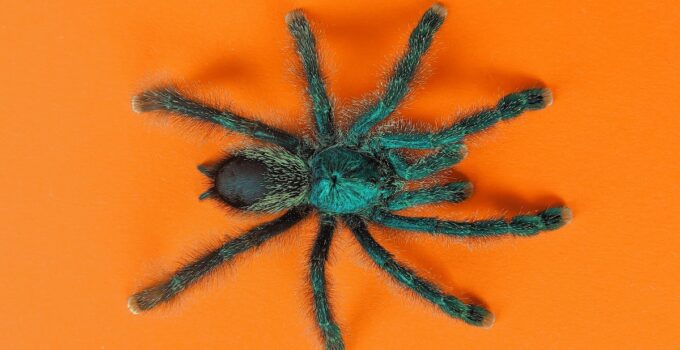 Como combatir las arañas de manera natural