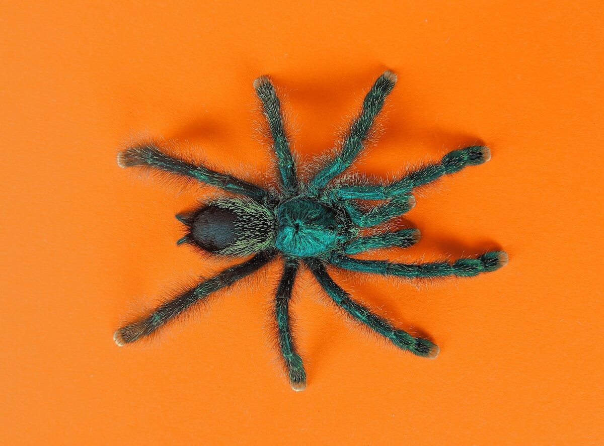 Como combatir las arañas de manera natural