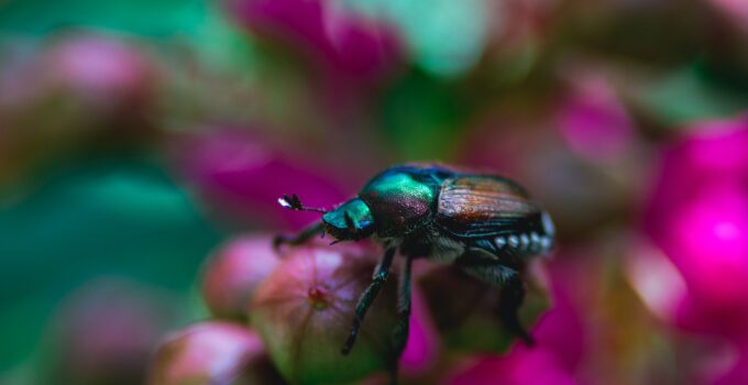 Remedios caseros contra los escarabajos