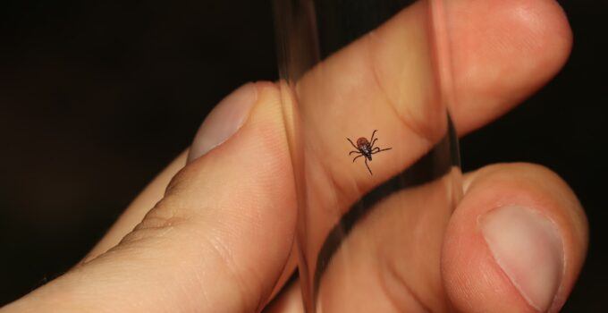 Ciclo de vida de la pulga