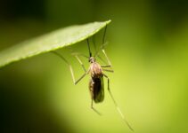 ¿Qué son los mosquitos?