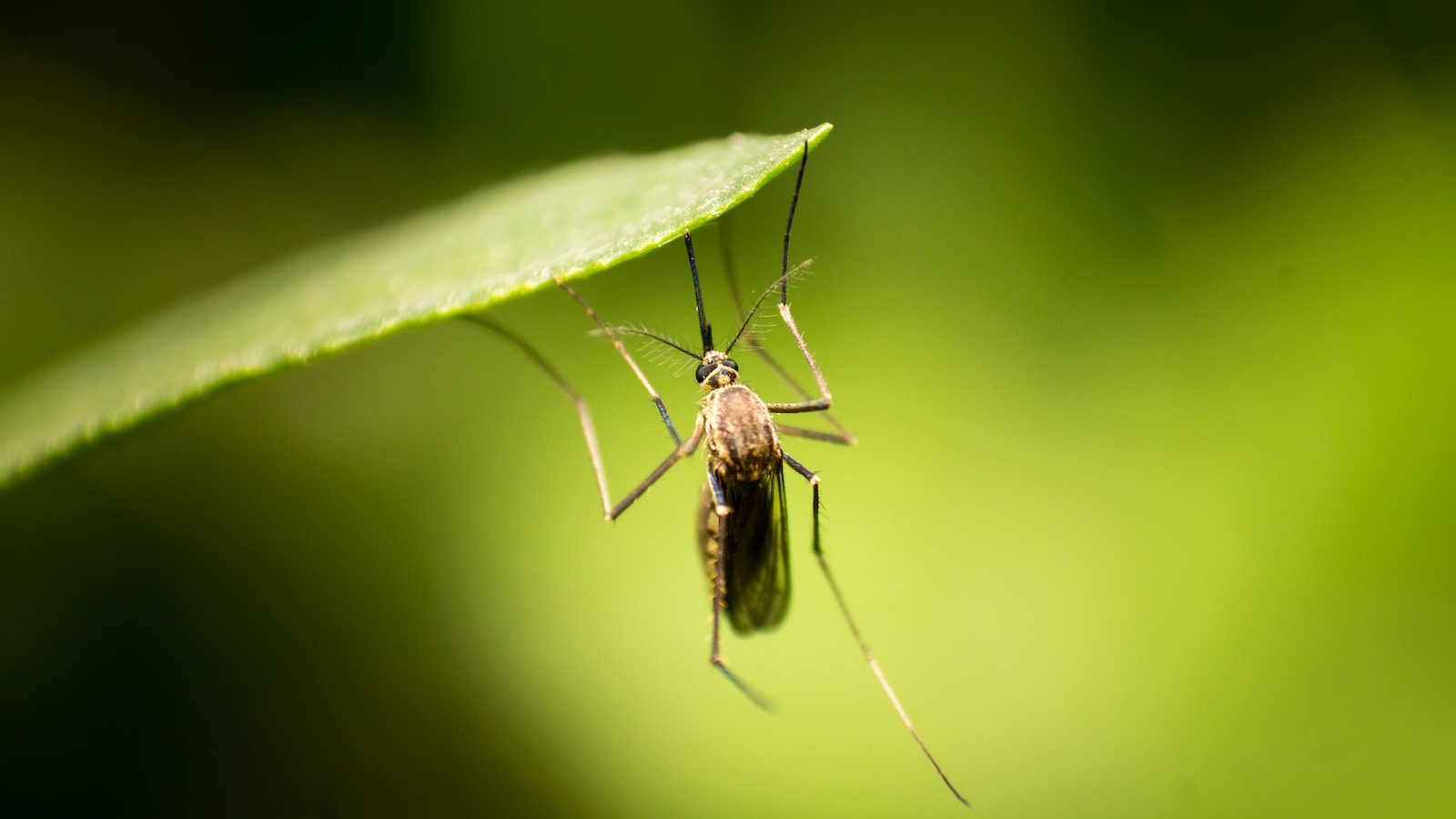¿Qué son los mosquitos?
