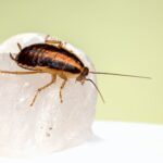 ¿Cómo saber si hay cucarachas en casa?