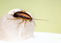 ¿Cómo saber si hay cucarachas en casa?
