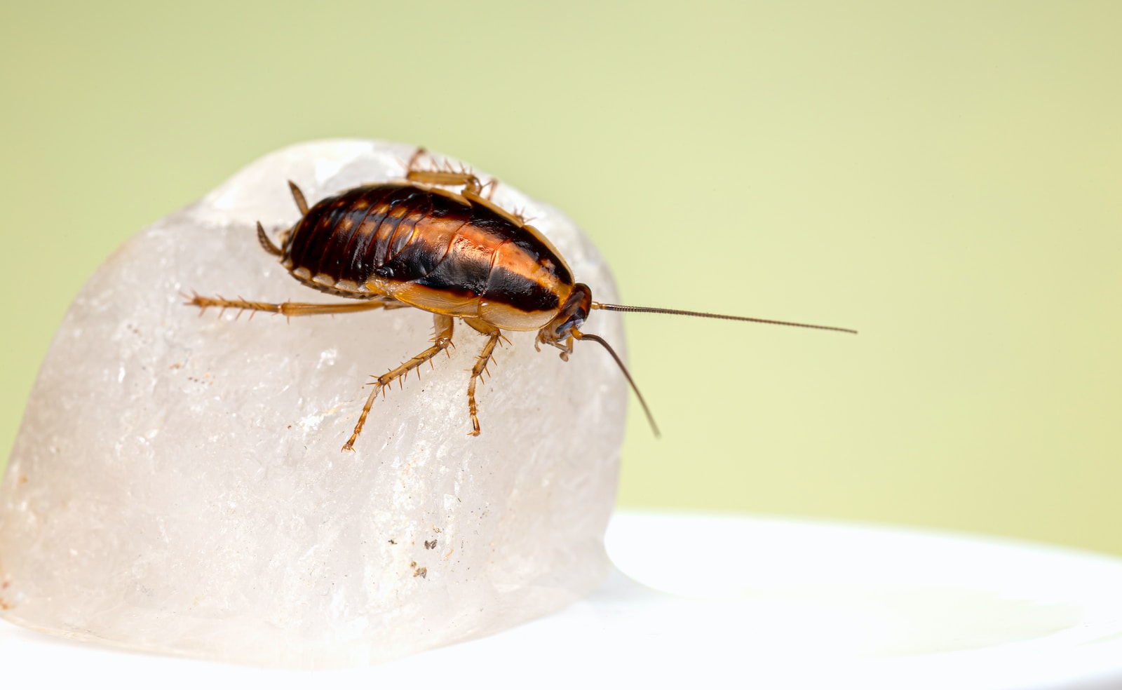 ¿Cómo saber si hay cucarachas en casa?