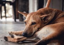 Por qué debemos cuidarnos de las garrapatas