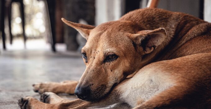 Por qué debemos cuidarnos de las garrapatas