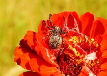 Eliminar la fobia a las arañas