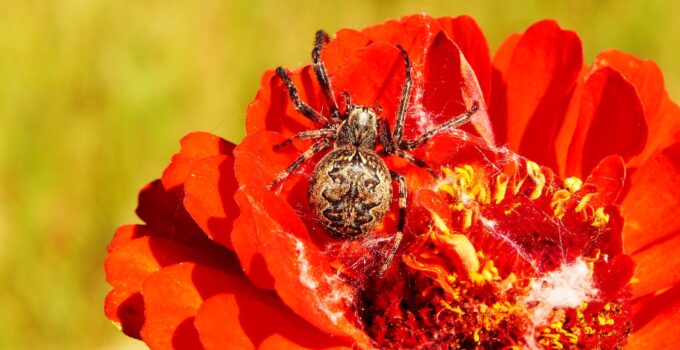 Eliminar la fobia a las arañas