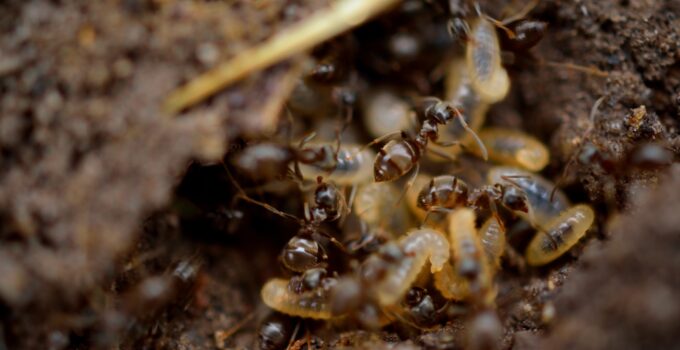 Que puede hacer una termita