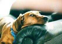 Cómo prevenir las pulgas