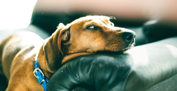 Cómo prevenir las pulgas