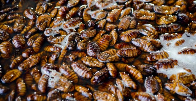 Invasión de cucarachas