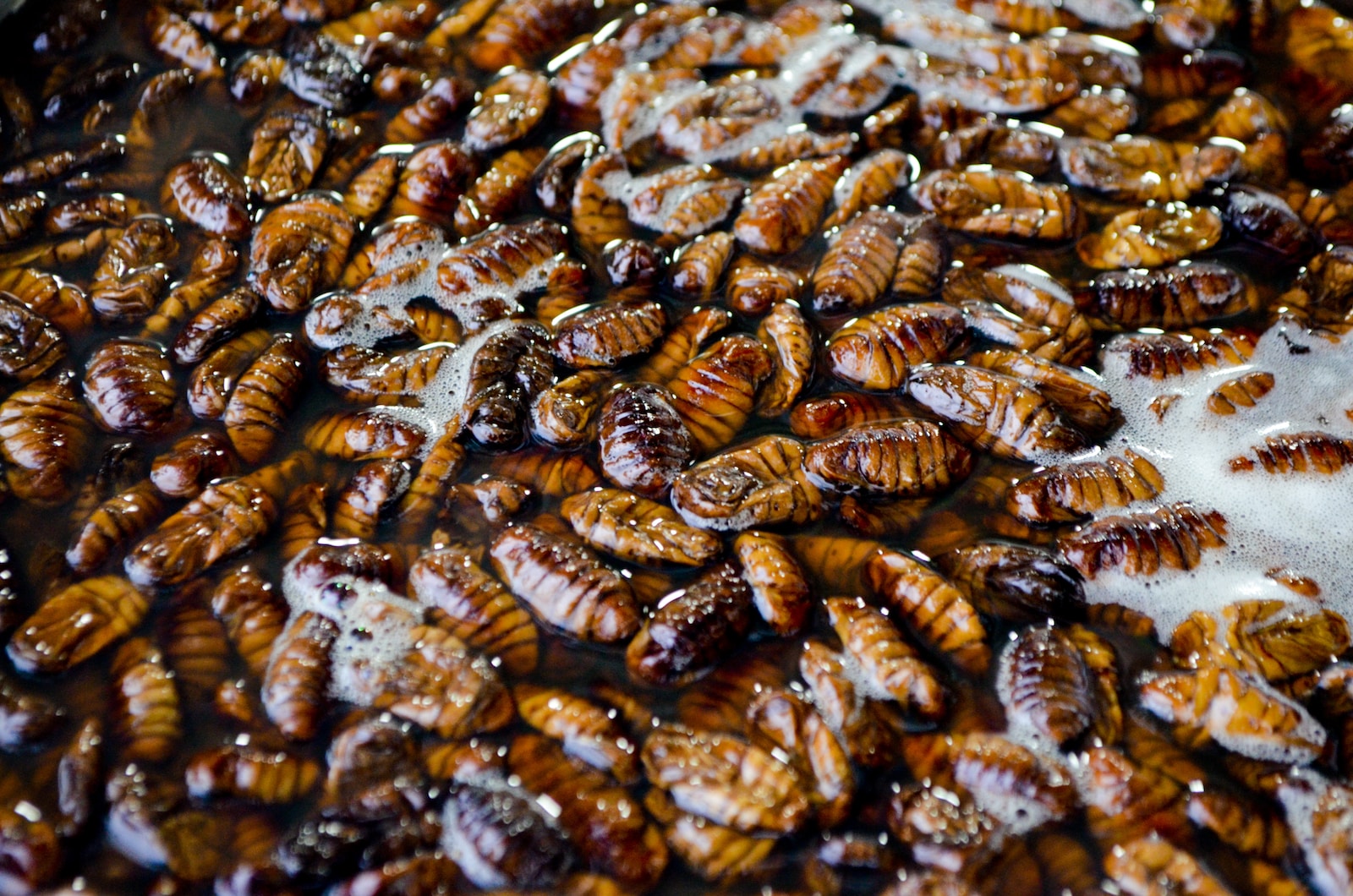 Invasión de cucarachas