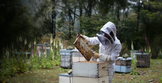 Descubre si eres alérgico a las avispas