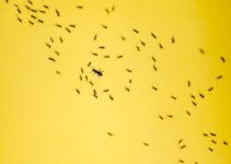 Las cosas que atraen a las hormigas