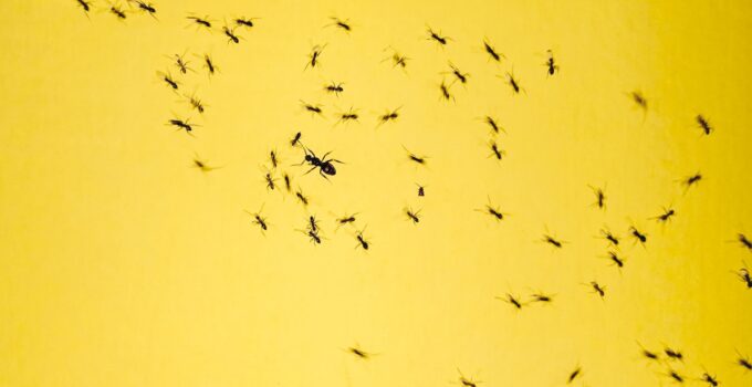 Las cosas que atraen a las hormigas