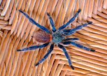 Las arañas más venenosas que existen