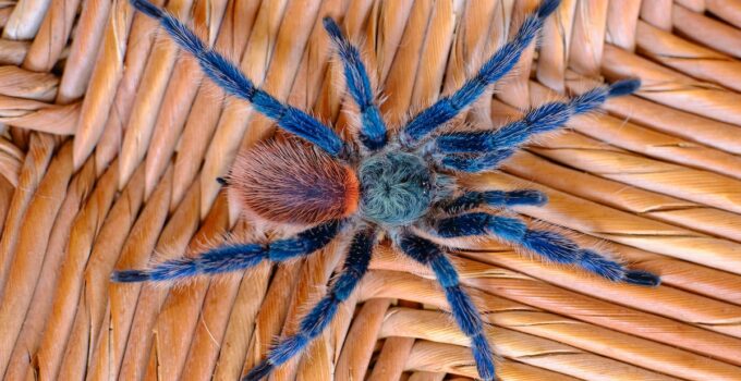 Las arañas más venenosas que existen