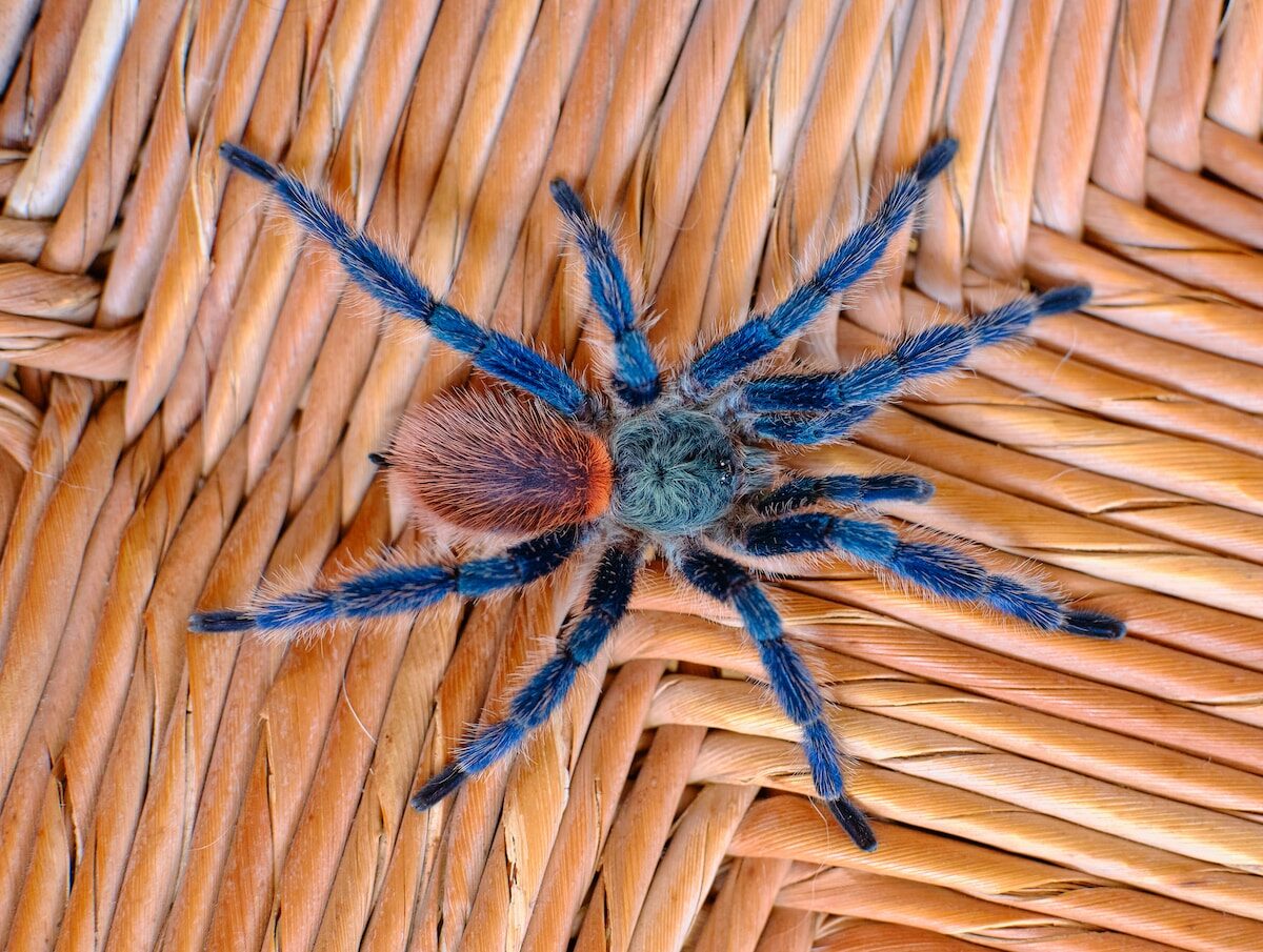 Las arañas más venenosas que existen