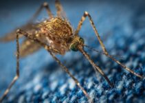 Como matar mosquitos