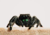 Pasos a seguir si consigues arañas en tu casa