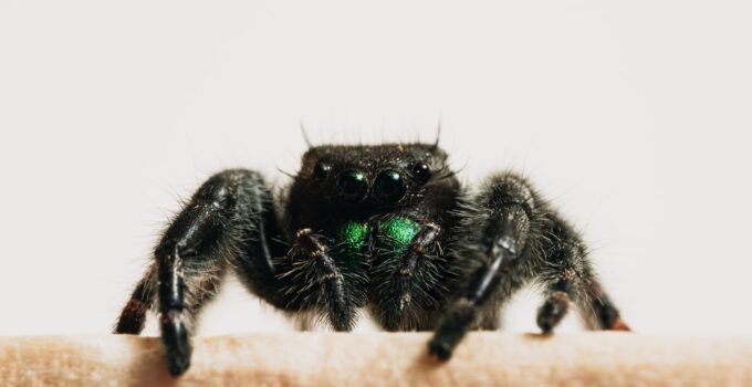 Pasos a seguir si consigues arañas en tu casa