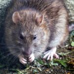 tips para combatir las ratas