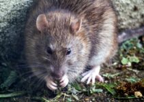 tips para combatir las ratas