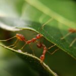 Cosas que hacen las hormigas