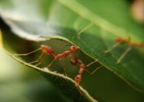 Cosas que hacen las hormigas