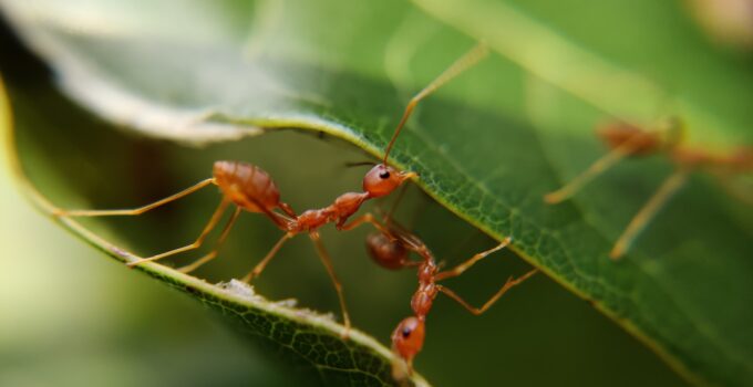 Cosas que hacen las hormigas